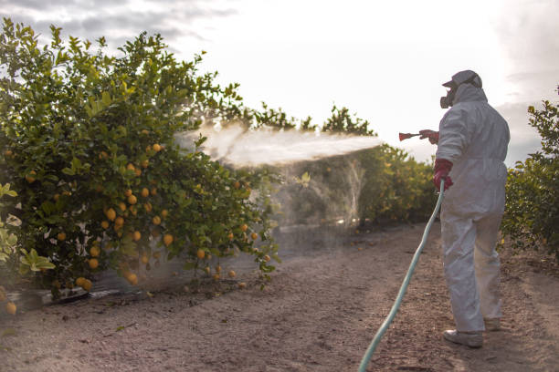 Best Best Pest Control Companies  in Philipsburg, MT